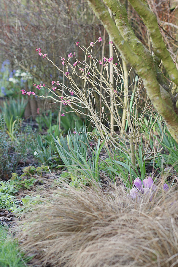 Daphne mezereum 'Rubra' with its fragrant purple red blooms Daphne mezereum 'Rubra' with its fragrant purple red blooms