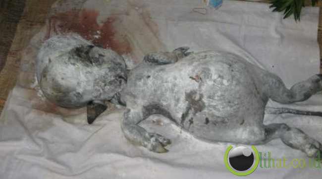 Makhluk aneh dari Thailand Makhluk aneh dari Thailand