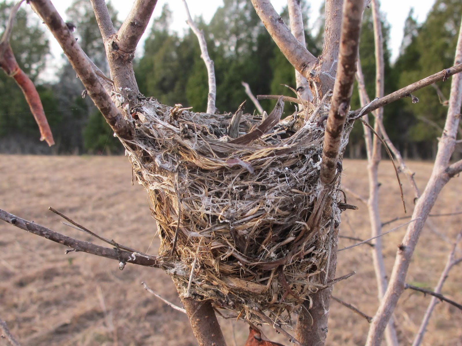 Blue Jay Barrens Bird Nests in the Field