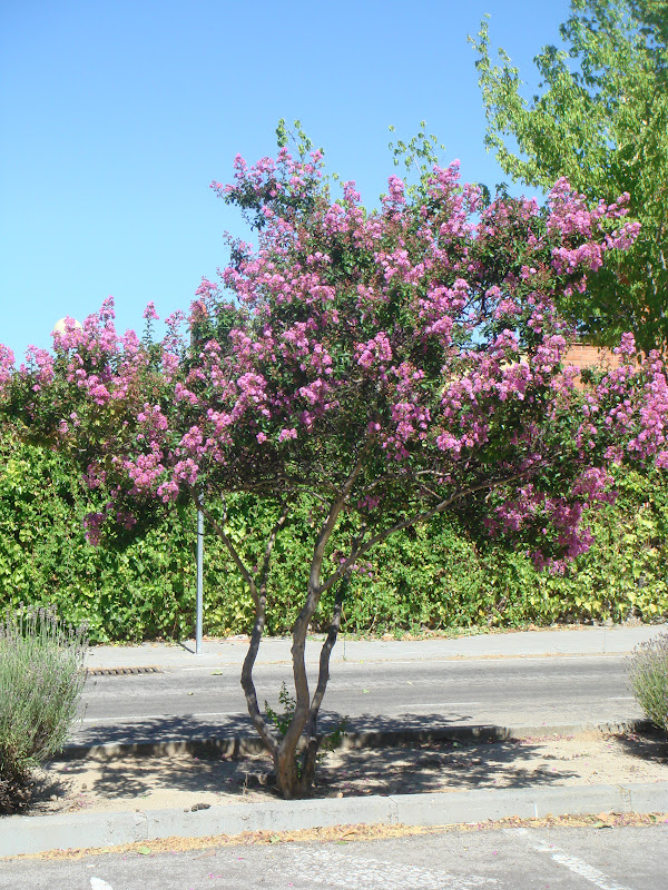 Flora urbana de Getafe: Árbol de Júpiter