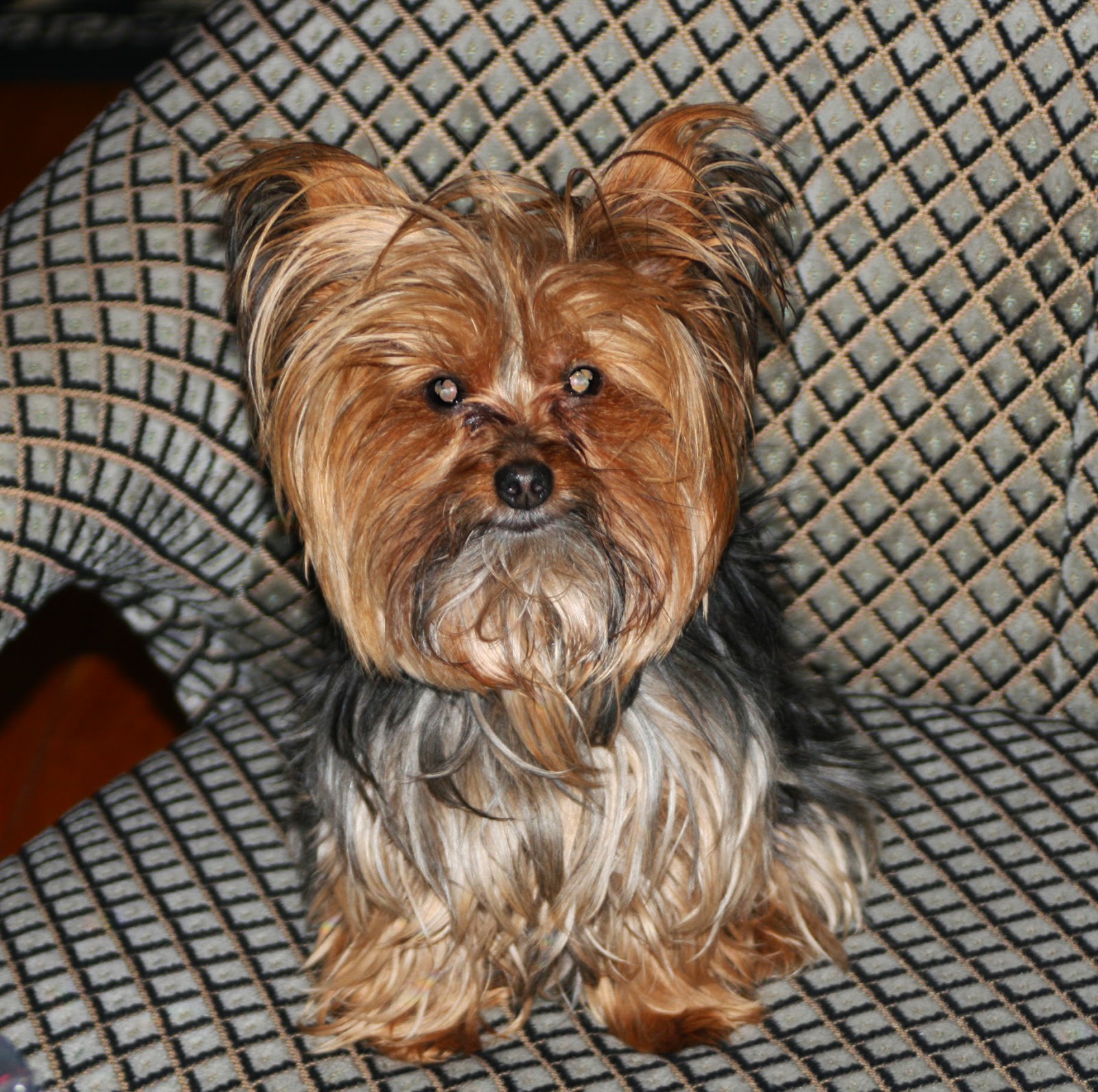 Miniature Yorkshire Terrier Yorkie Haircuts