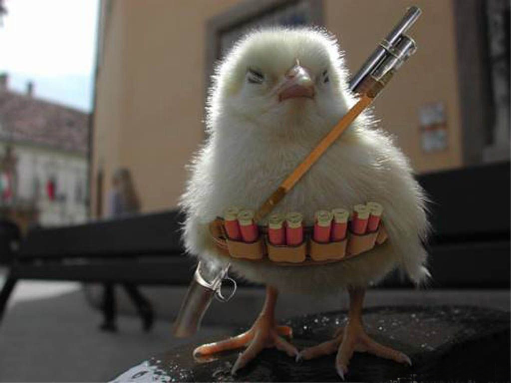 http://2.bp.blogspot.com/-Q4bYk4AK9KE/TiGzB1U4yTI/AAAAAAAABVc/yhTJHfBNarA/s1600/funny-wallpapers-chicken-war.jpg