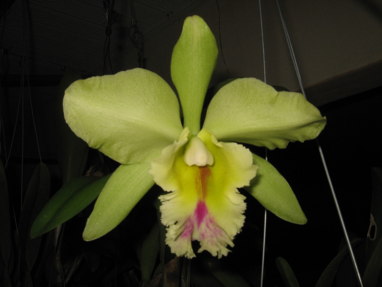 Local Malaysian Flowers