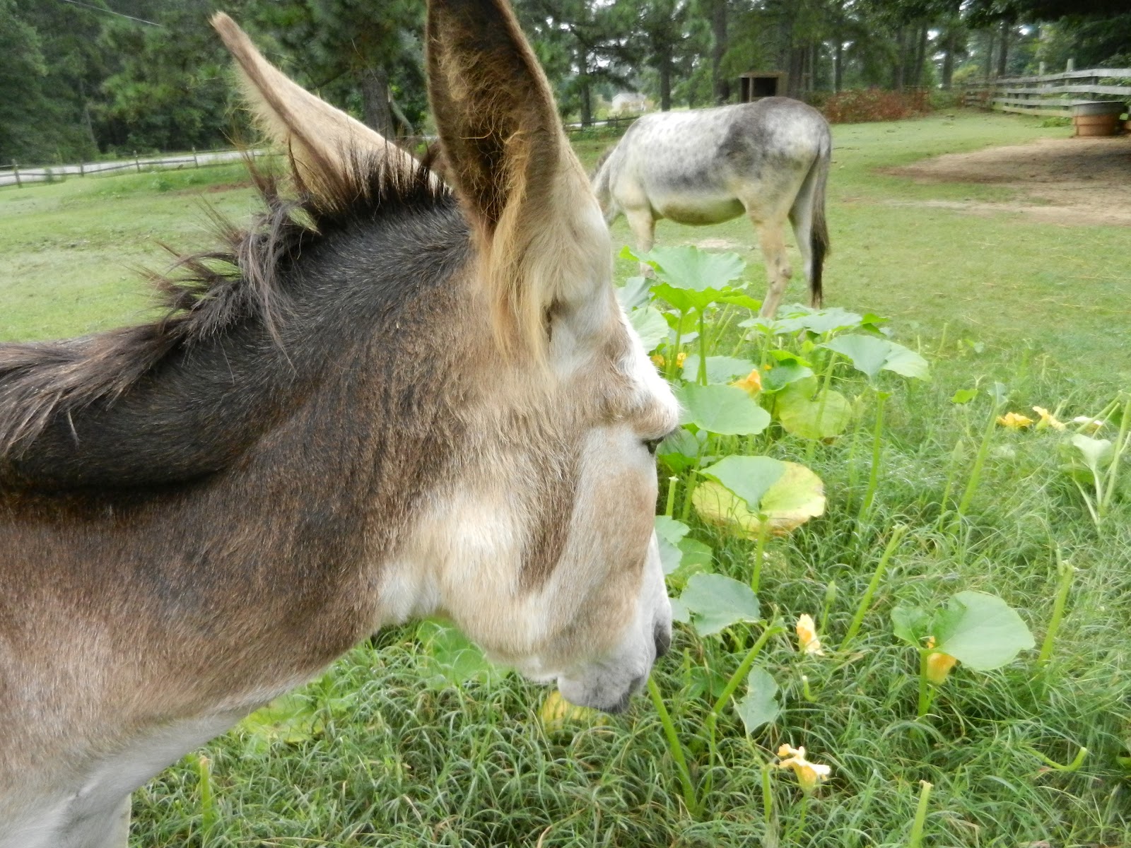 Merciful Hearts Farm Donkeys