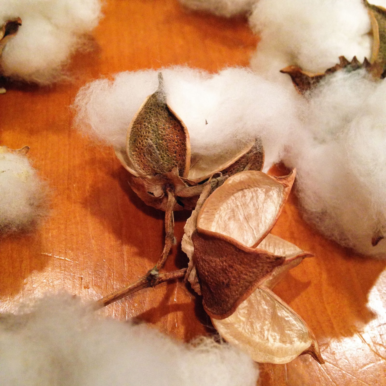 Cotton bolls and one lone plant Gather & Make