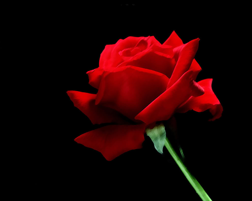 Single Red Rose Flowers Flower HD Wallpapers, Images, PIctures