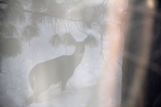 ghost doe photo of ghost doe