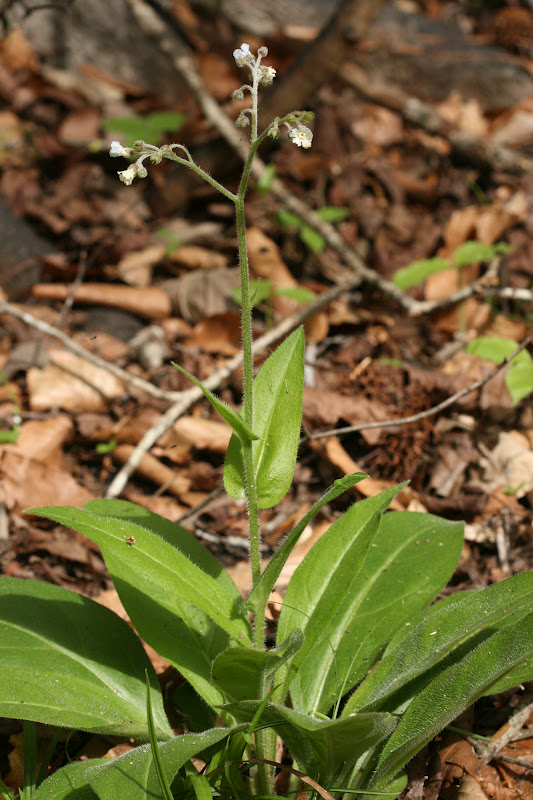 Native Florida Wildflowers Wild Comfrey Cynoglossum virginianum