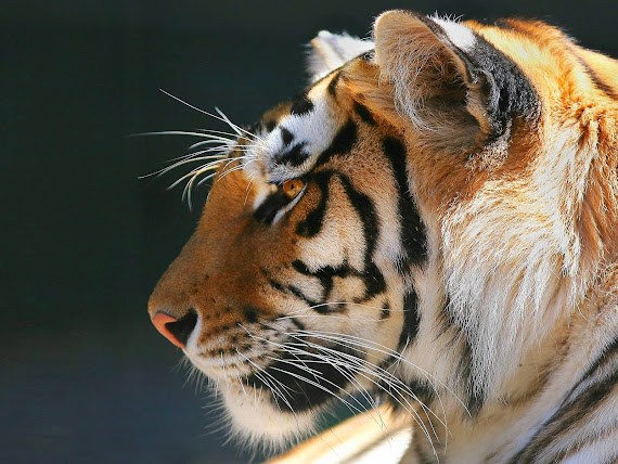 gambar harimau, foto harimau, wallpaper harimau terbaru, wallpapaper harimau keren, tiger wallpaper