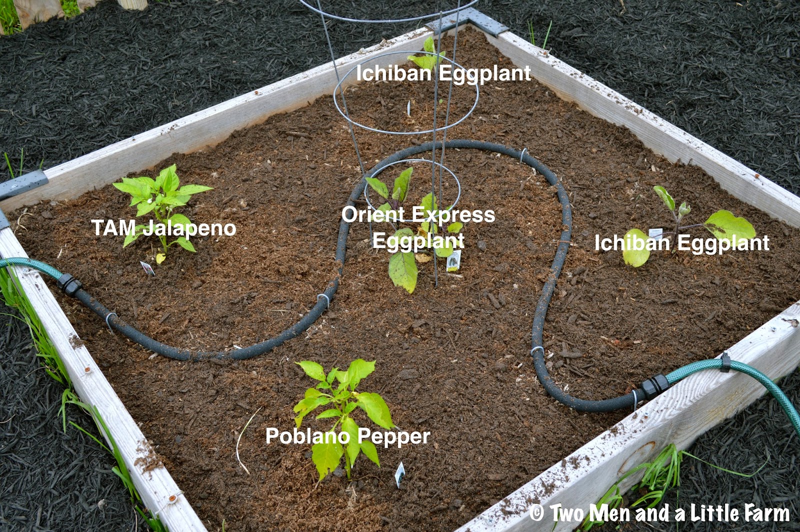 Two Men and a Little Farm HERB BED AND EGGPLANT / PEPPER BED
