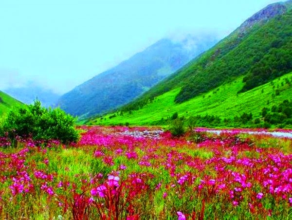 Top Valley Of Flowers delivery in India Top Valley Of Flowers delivery in India