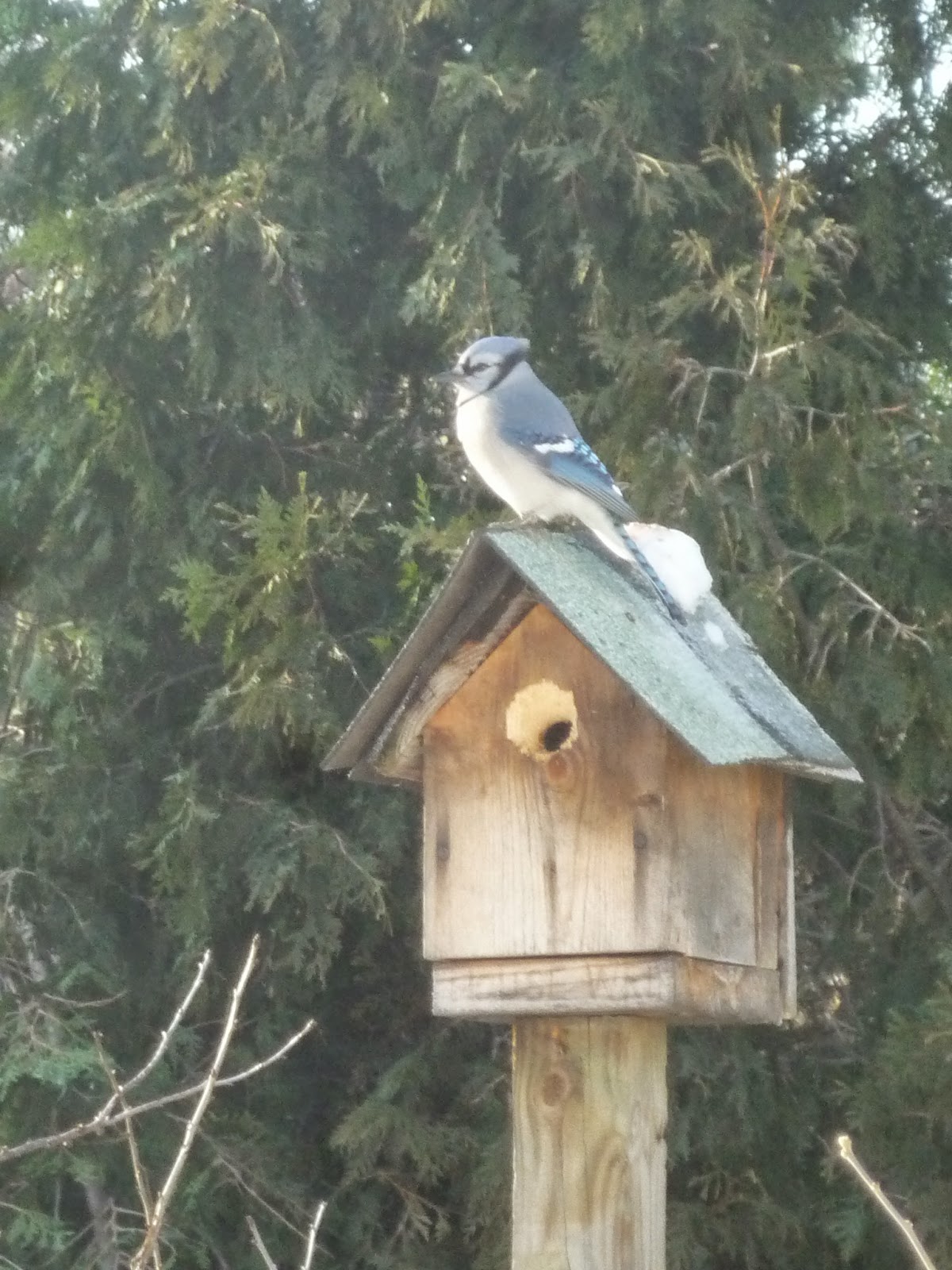 South Burlington birds Birds at peanut feederphotos South