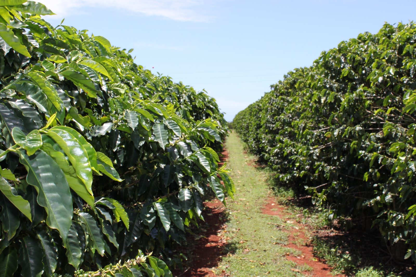 americanina Island coffee