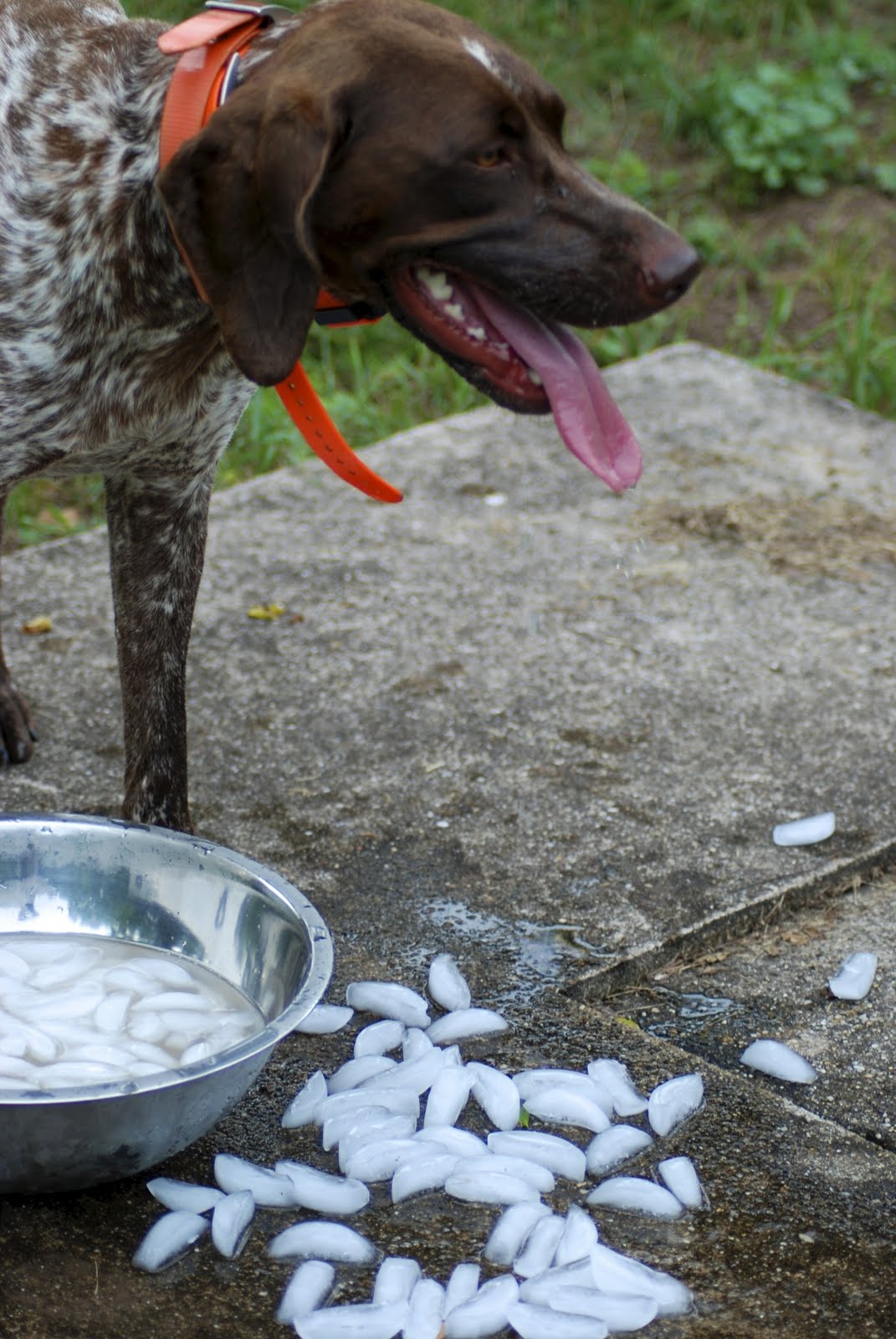 Adventures of a GSP Hunting Dog GSP Dog Party!