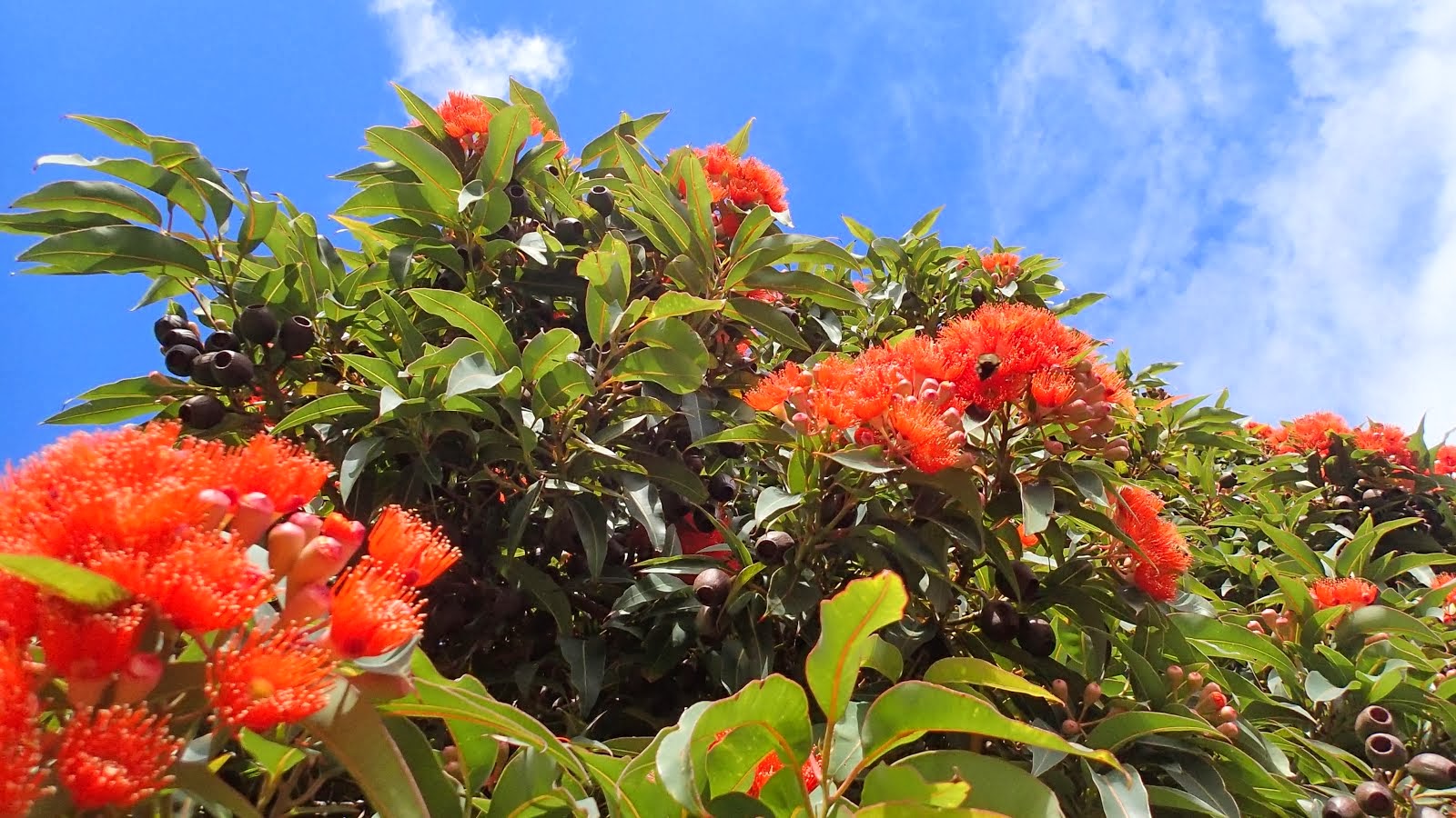 Corymbia ficifolia; red flowering gum
