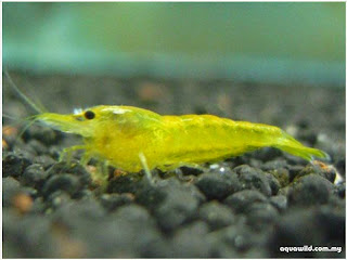 large-thumbnail