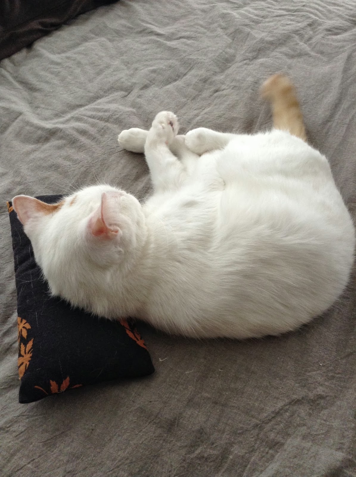 白ネコ通信 しっぽふりふり