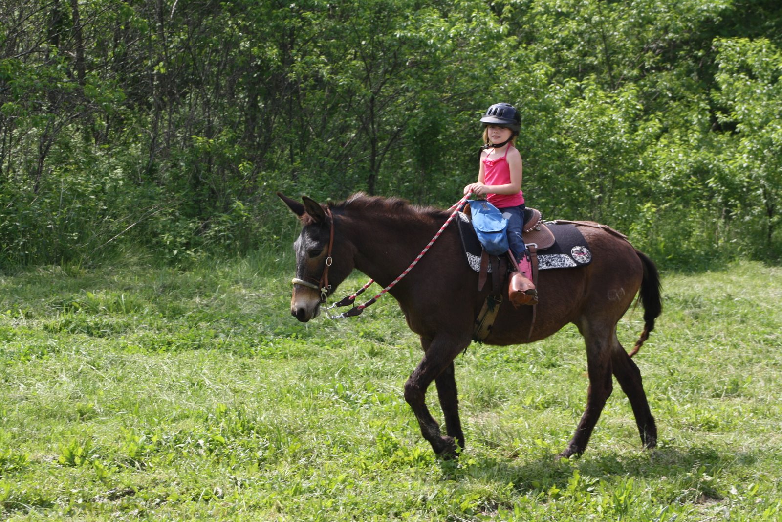 PairADice Mules: Trail Riding
