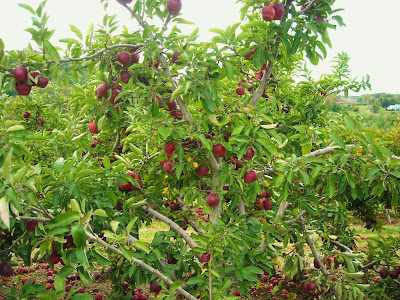 Ontelaunee Orchards