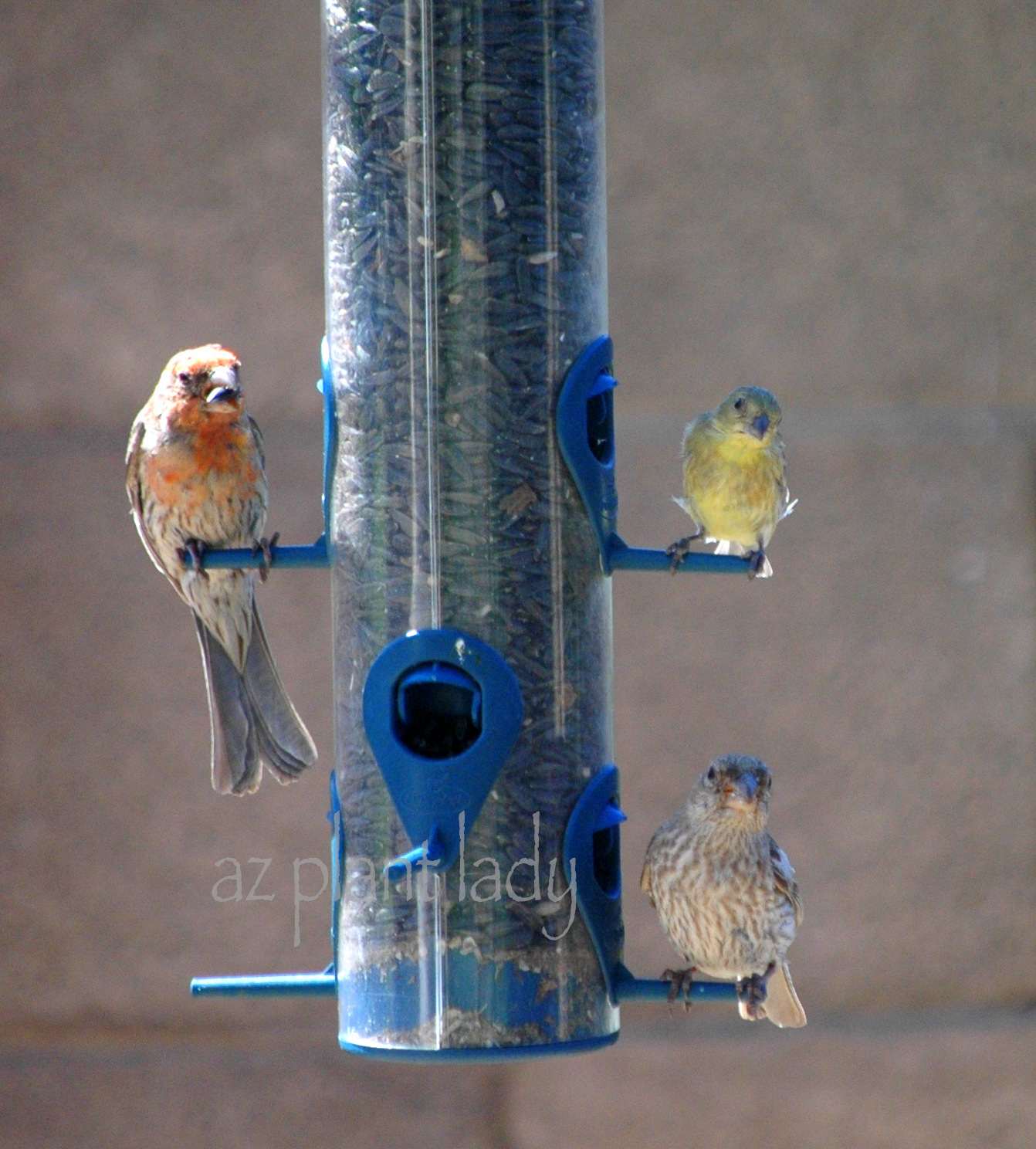 Book Giveaway Create Your Own Bird Sanctuary Gardening For The Birds