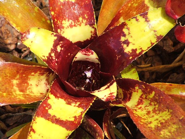 Neoregelia very nice