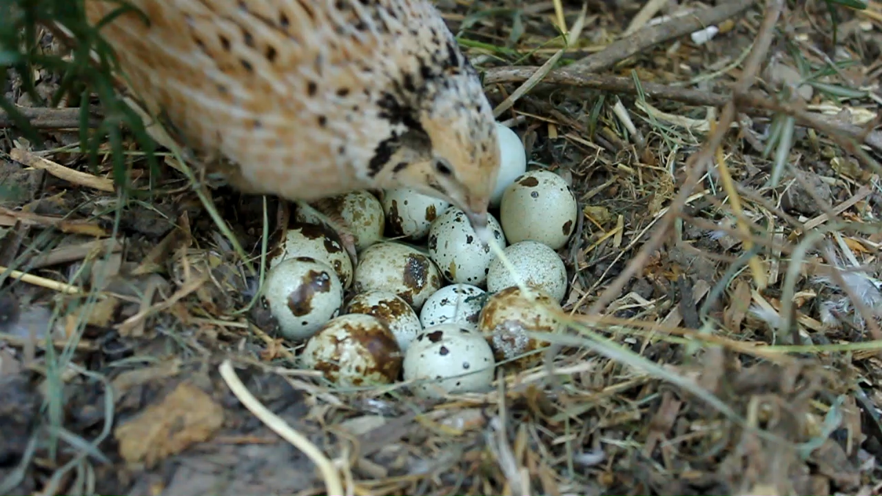 My organically raised coturnix quail sitting her eggs Update 2 All