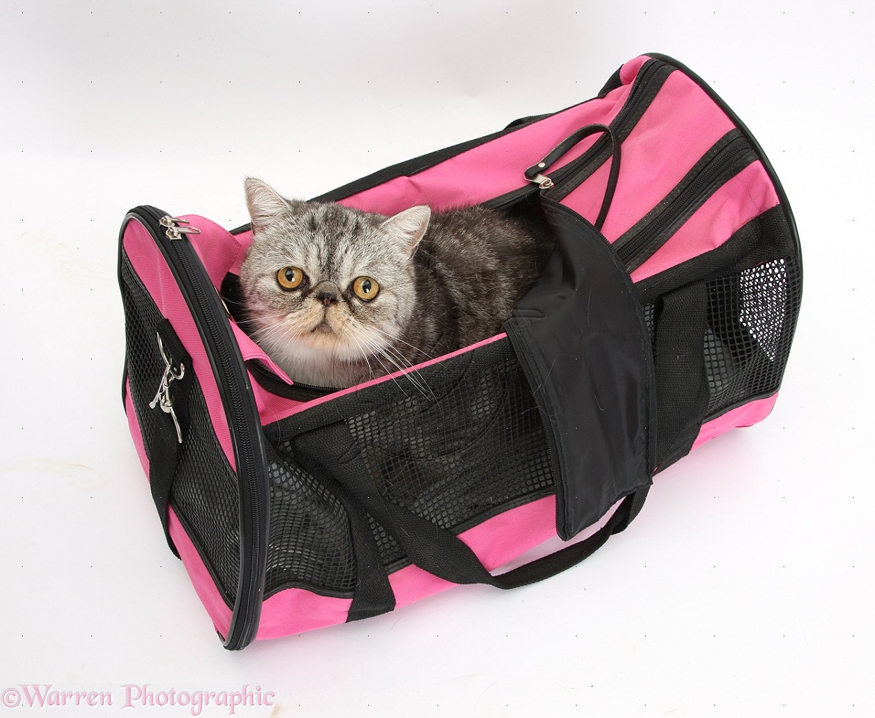 Considerations When Getting A Cat Considerations When Getting A Cat