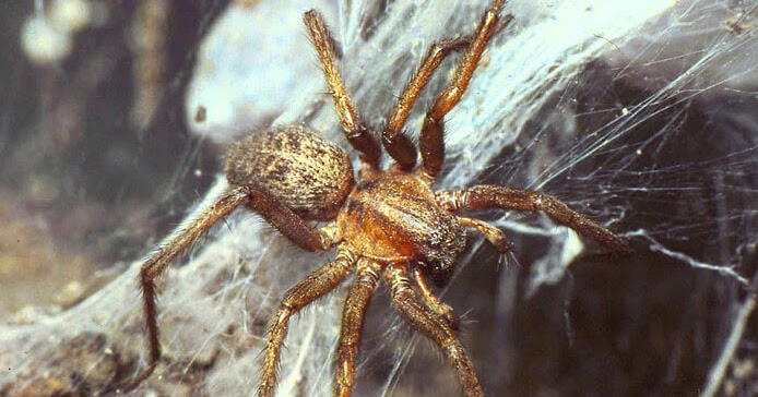 Real Life Horror A Million Spiders Invade Memphis The