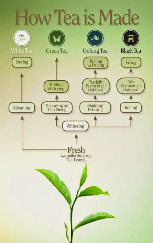 How Tea is Made {infograph} The Cup of Life