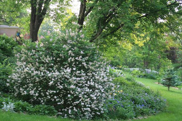 Butterflies Of Singapore Favourite Nectaring Plants 14