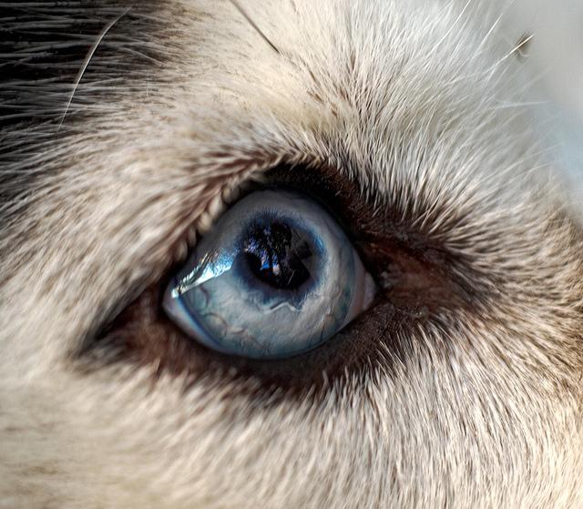 Husky Eye Color Chart
