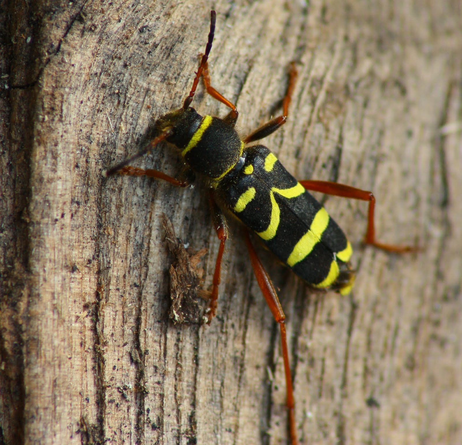 Wasp Beetle