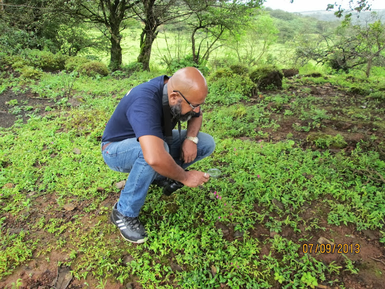 A la "Sherlock Holmes Style" on Kaas Plateau.