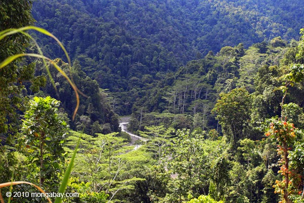 Hasil gambar untuk hutan arfak