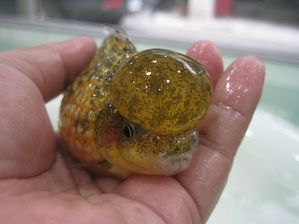 賞魚閣: 額頭珠麟 賞魚閣 養魚是怡性、養魚要輕鬆、養魚不傷財、就是愛養魚!!! 2013年10