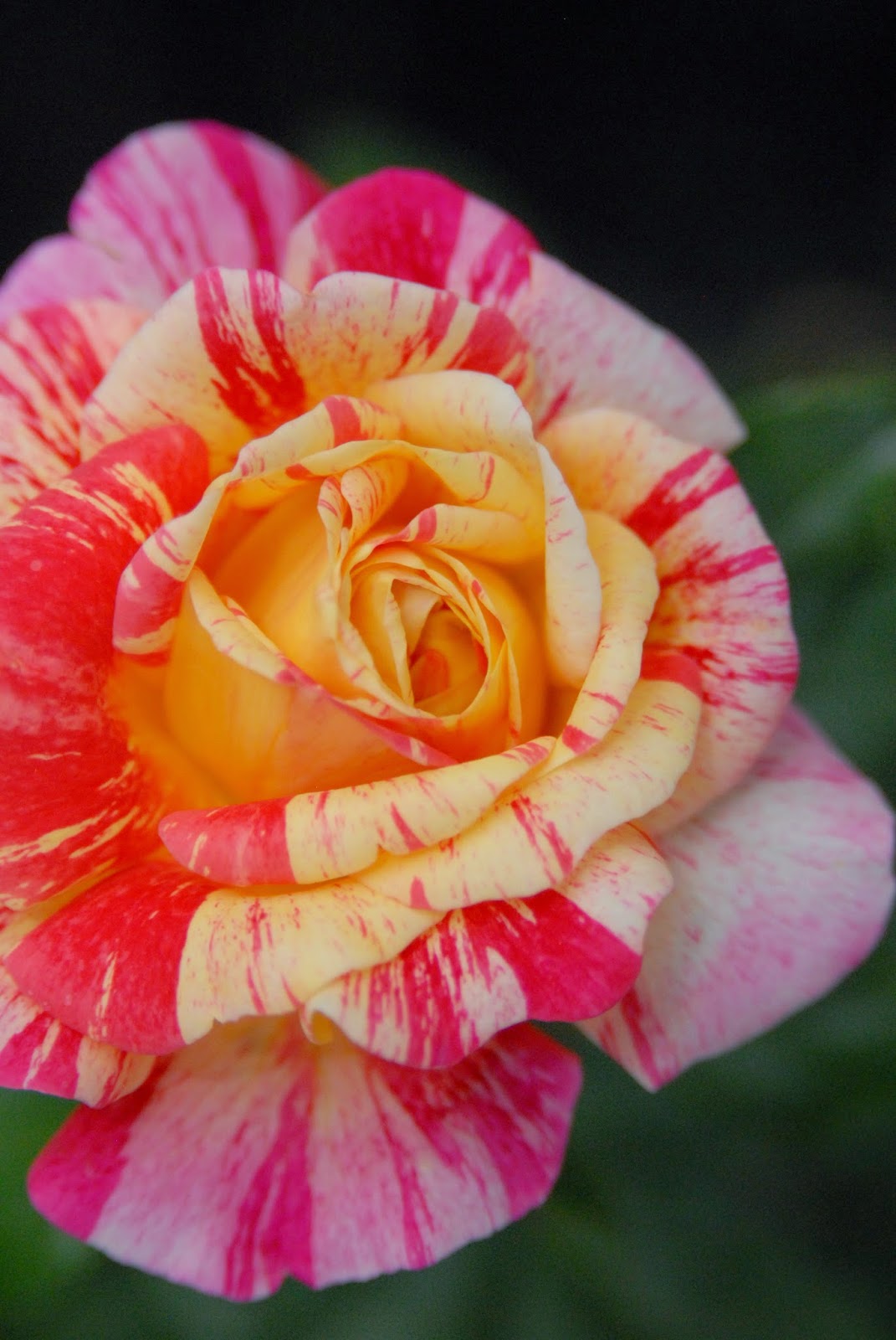 RUE MOUFFETARD THE ACCIDENTAL GARDENER.......