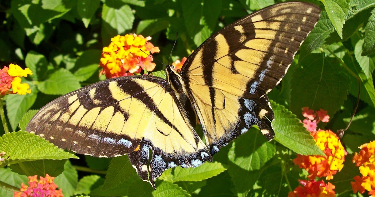 Rainbows to Snowflakes~A Creative Life: SYMMETRY: Balance in Nature