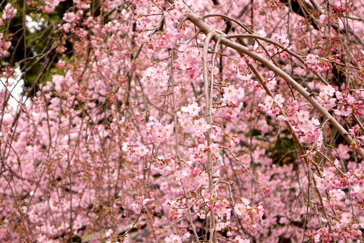 上野公園, 桜 , Ueno Park, Sakura, Cherry Blossoms