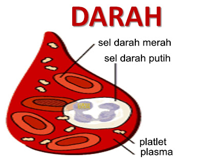 kandungan darah manusia