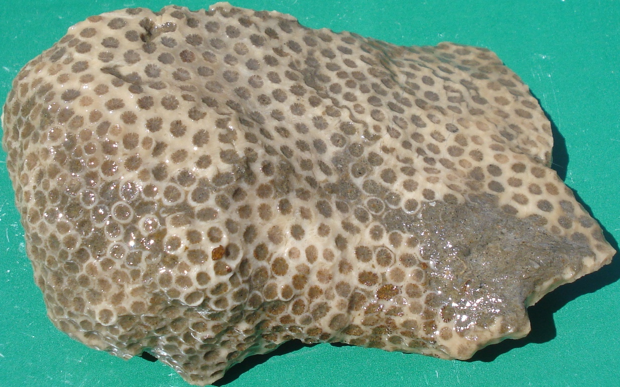 Fossil corals Fossil corals New pieces(4)...