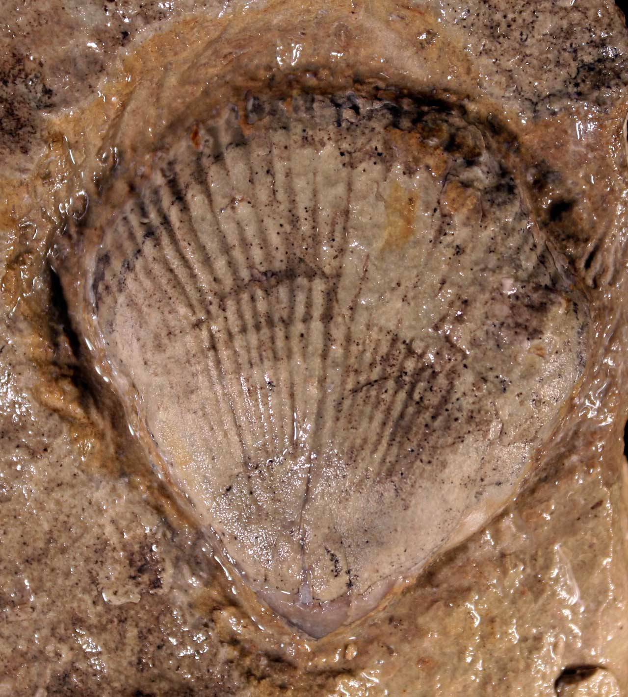 Louisville Fossils and Beyond Pentamerus nysius Brachiopod