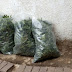 #DrugsMustFall: R3M DRUG BUST!