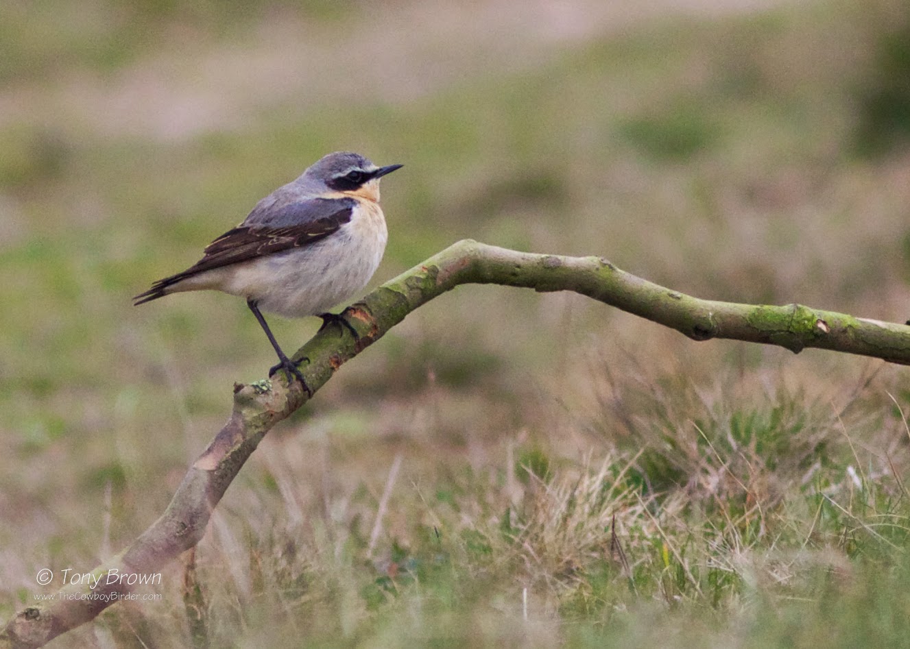 Northern Wheatear Male, Spring, Wanstead