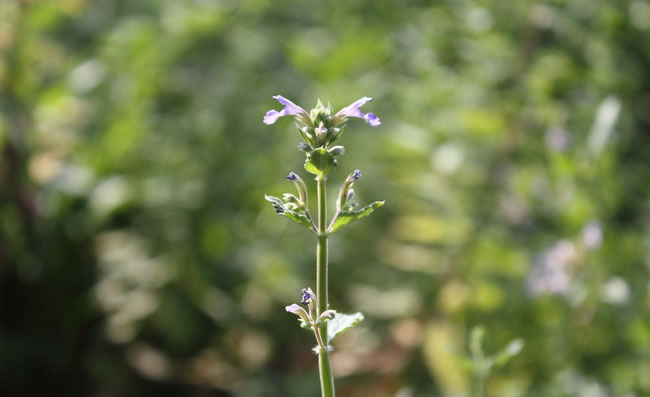 Meadow Sage Flowers