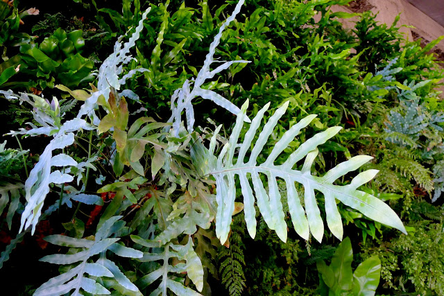 PlantsOnWalls revisits its year-old vertical garden fern wall installation for Urban Bistro in Burlingame, CA. http://PlantsOnWalls.com/