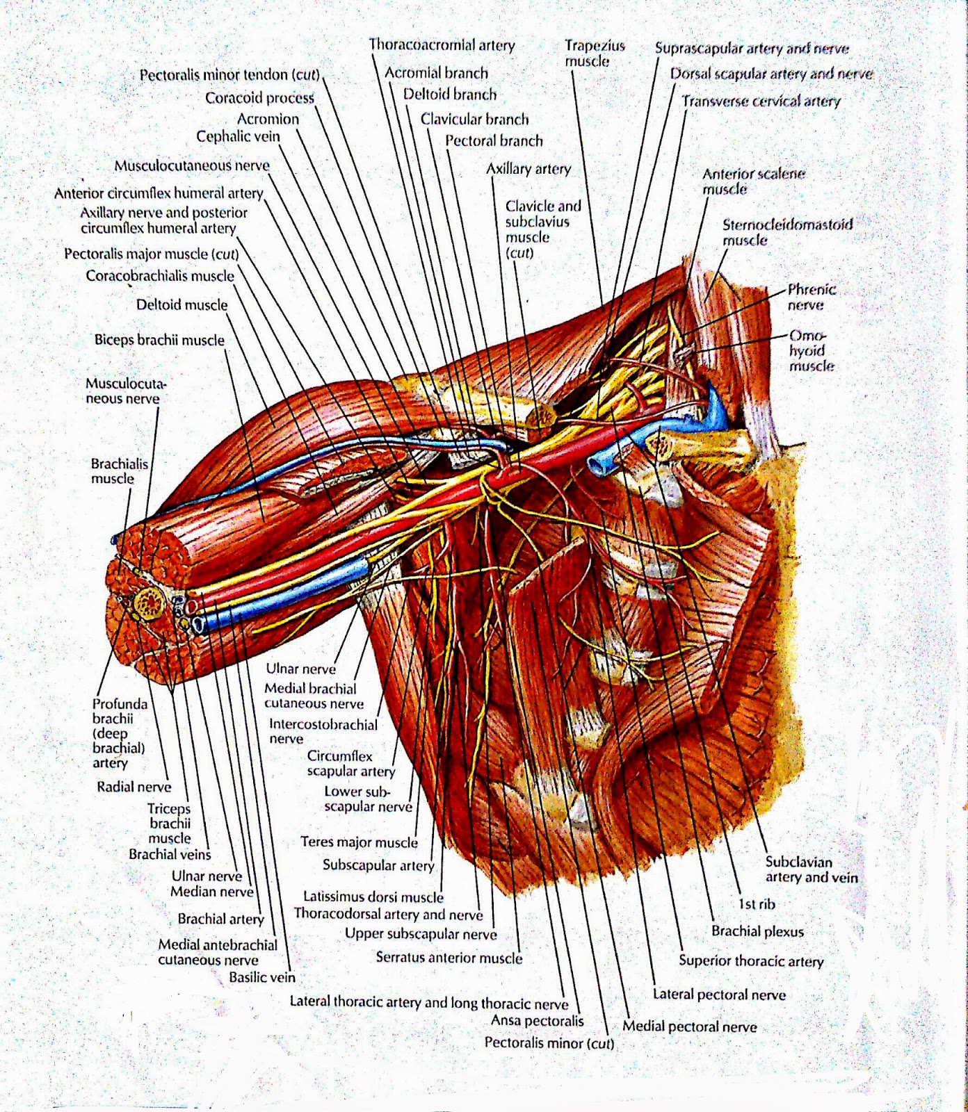 VISUAL ANATOMY Axilla and its contents