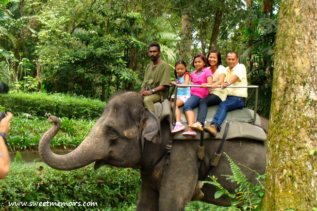 Cherry Berry : Elephant Ride (Singapore Zoo)