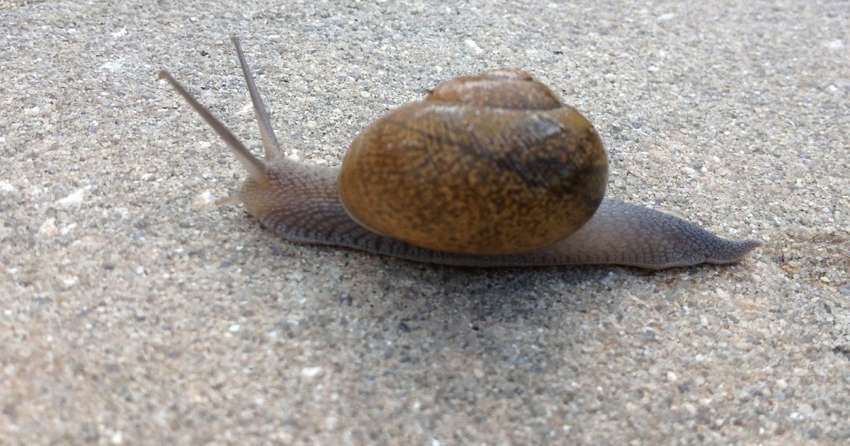 wordswimmer A Snail’s Pace