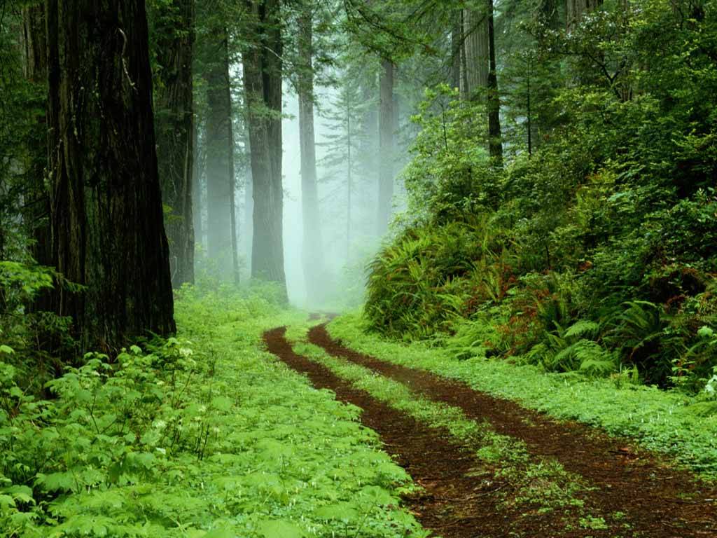 http://2.bp.blogspot.com/-QCHy8EjQ2Io/Td5hALsmkFI/AAAAAAAAEAw/erA9vEsFszc/s1600/vista-wallpaper-forest.jpg