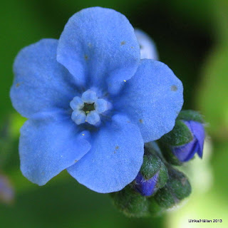 Blå blomma 